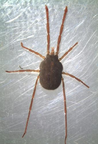Erythraeus cinereus